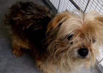 Morti sospette al canile sanitario di Narni, la lettera-denuncia de “Gli Amici di Charlie”