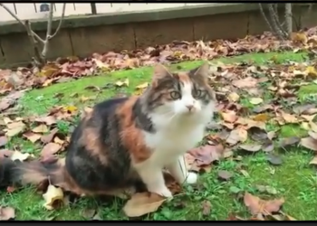 Mamma gatta con il suo piccolo in cerca di adozione