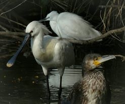 Alla scoperta dell’Oasi di Alviano, un incantesimo ancestrale per ri-scoprire la vita