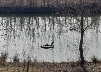 Uccello su pneumatico