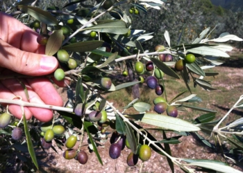 Ricerca e tecnologia italiana al servizio dell’eccellenza agricola di Ciarletti in Umbri