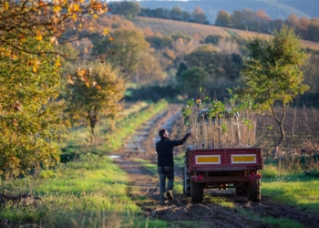Coltivazione intensiva dei noccioleti, convegno ad Acquapendente
