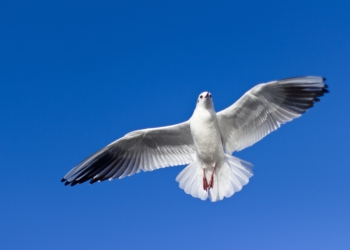 Serena Pasqua a tutti