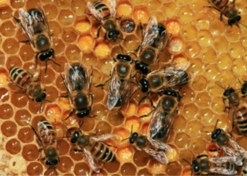 Perché è ancora possibile salvare le api, presentazione del libro di Valentini al Monte Rufeno