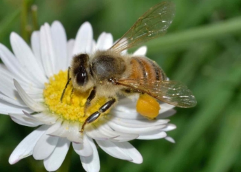 Agricoltura intensiva, e le api?