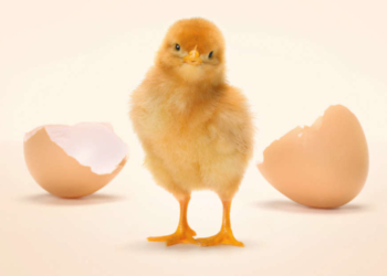 Le uova in guscio a marchio Coop prima filiera “cruelty free” in Italia