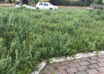 Matteo Panzetta (CasaPound): “Aree verdi abbandonate a Sferracavallo”