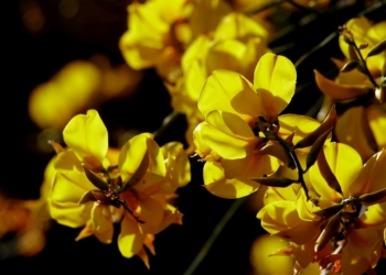 Al Museo del Fiore un maggio nella natura fra trekking, orchidee e incontri di entomologia