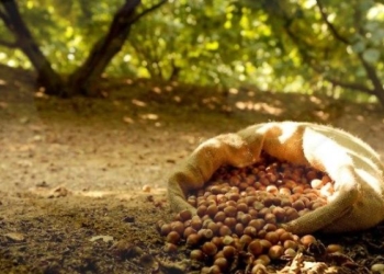 Noccioleti, richiesta da parte di Ripa ai candidati a sindaco di Orvieo di prendere posizione pubblica