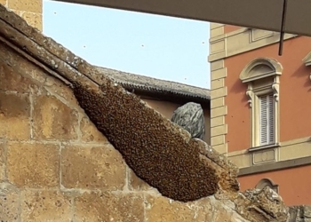 Nuovo sciame d’api in centro storico