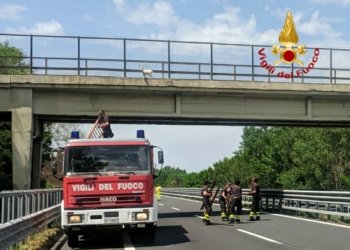 Capretto in autostrada, vigili del fuoco di Orvieto chiudono l’autostrada e lo salvano