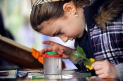 Api e Apoidei tra i fiori: un volo a sei zampe, nuovo incontro sul tema dell’ambiente al Museo Naturalistico del Fiore