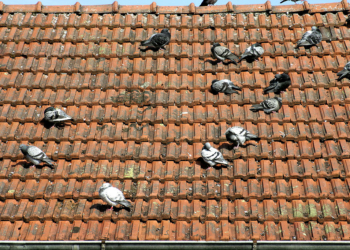 Troppi piccioni sul tetto, pericolo per la salute dei vicini. A San Venanzo il sindaco Marinelli firma ordinanza urgente