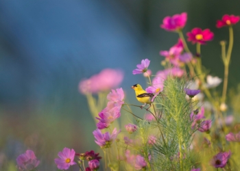 L’acqua delle cento erbe, l’acqua di San Giovanni