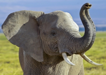 Rischio estinzione elefanti africani e negative conseguenze sulle foreste, ricerca scientifica Unitus pubblicata su Nature