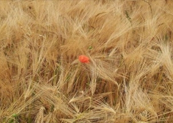 Ripercorsi 70 anni dell’Agro Pontino in un convegno a Latina, intervento dell’Unitus di Viterbo