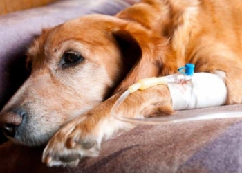 Allarme leptospirosi a Orvieto, un cane muore e scatta il sequestro per un altro esemplare