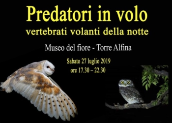 Predatori in volo : i vertebrati volanti della notte