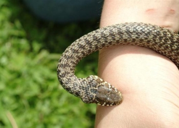 Input SOS al Pronto Soccorso di Acquapendente: immediato ricovero per un morso di vipera