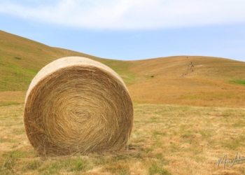 Rotoballa di Castelluccio di Norcia