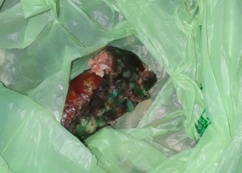 Allarme bocconi avvelenati nel centro storico della Rupe, è di nuovo strage di felini