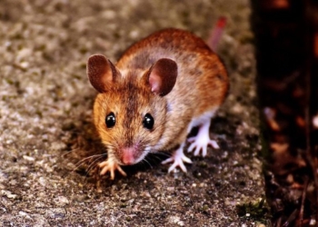 Caso di leptospirosi, la proprietaria dei cani: “Ho allertato subito tutti gli Enti preposti al controllo”