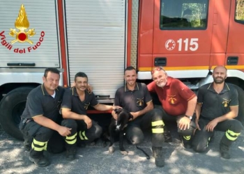 I Vigili del Fuoco recuperano un cucciolo di 6 mesi nei pressi dell’A1