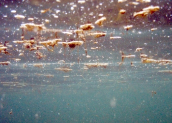 Escherichia Coli, rilevati dall’Arpa valori di forte contaminazione nelle acque in zona Patarina