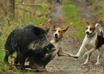 Approvato il piano faunistico venatorio 2019-2023 della Regione Umbria