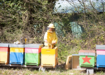 “Le api stanno morendo”, ad Orvieto un Convegno sul tema