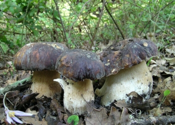 Corso di Micologia al Monte Rufeno
