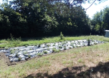 Anche l’ITT Chimico ha il suo piccolo orto botanico di Santolina etrusca