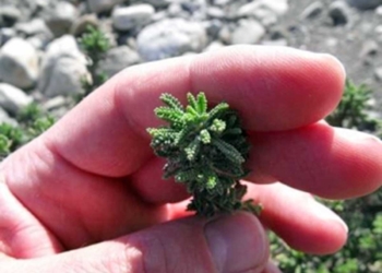 Conclusa la prima fase di ricerca sulla Santolina Etrusca all’Istituto Leonardo da Vinci di Acquapendente