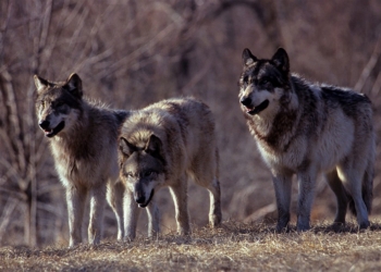 Monteleone d’Orvieto, branco di lupi attacca un allevamento di cavalli. Il proprietario: “Ho dormito in auto per fare la guardia”