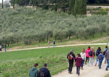 A Castel Viscardo “Camminata tra gli olivi”