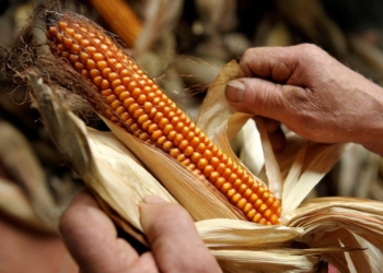 Tempo di pannocchie a Castel Viscardo con la festa della Scartocciatura