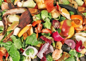 Acea sigla accordo con Unitus per progetto Smart-Comp sul trattamento dei rifiuti organici