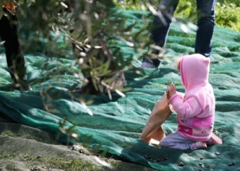 Frantoi aperti in Umbria, gli appuntamenti del fine settimana