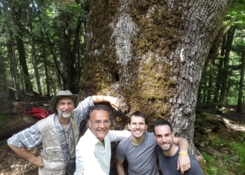 Nel Parco dell’Aspromonte vivono alcune delle querce più vecchie del pianeta