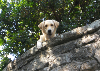 Bocconi avvelenati nel centro storico, Ringo ucciso nel suo giardino. I proprietari sporgono denuncia
