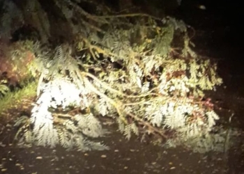 Maltempo: il forte vento e la pioggia abbondante causano la caduta di piante e rami. Sopralluogo di ProCiv e Csm