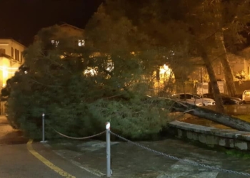 Raffiche di vento, crolla un pino. Evacuata Piazza XXIX Marzo