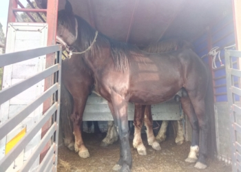 Cavalli salvati dalla macellazione clandestina, la Stradale di Orvieto denuncia 4 pluripregiudicati