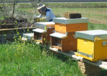 ApisticaMente parlando, al via i seminari di apicoltura all’Unitus