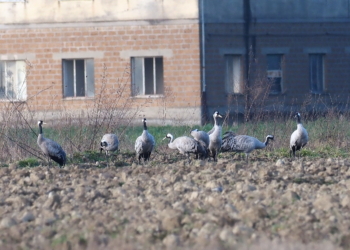 Gru in sosta nella Valle del Paglia