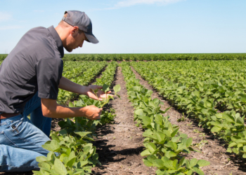 Agricoltura, De Luca (M5S): “In Umbria criticità su attuazione del piano si sviluppo rurale”