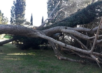 Maltempo, alberi e rami spezzati sulle carreggiate. Senza sosta il lavoro dei Vvff