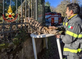 Capriolo incastrato in una ringhiera, salvato dai vigili del fuoco