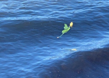 Un fiore nel mare di Porto Santo Stefano per ricordare i 14 anni dalla morte di Luca Coscioni