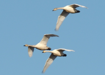Avvistamento raro all’Oasi di Alviano, cinque esemplari di cigno minore immortalati in volo